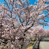 満開の桜