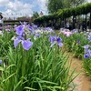 潮来あやめまつり〜鹿島神宮〜成田山新勝寺