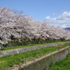 小瀬ｽﾎﾟｰﾂ公園　蛭沢川岸　桜の回廊・満開