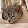 今日はにゃんの日。2024/2/22