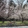 久々に自転車に。