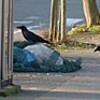 カラスと富山市の「攻防」激化　おりで４００羽捕獲も生ごみ荒らし続く