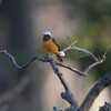 梅咲けども春はまだ来ず(大阪城野鳥探鳥 2019/03/02 6:15-10:50)