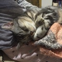 ネコちゃんに首ったけ