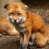 歩行者横断中の一時停止、56.7%  。。