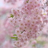 都立小金井公園【桜まつり】写真散歩～2024年4月