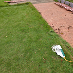 庭の手入れを始めてみました。