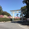 結城神社 豪華絢爛しだれ梅