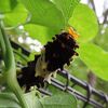 意地悪な？ジャコウアゲハ幼虫