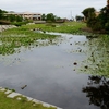 鵜の岬スイレン池（茨城県日立）