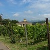 近所のワイナリー巡り！（サンクゼール・たかやしろ・小布施）(2012.8.18土)