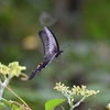 🦋飛翔するクロアゲハ😊