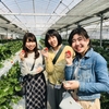 完熟いちご🍓狩り情報　3月12日(木)開園日です‼️✨🍀