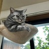 猛獣（保護猫君）に襲われるの巻。夜に出没する謎の生き物。