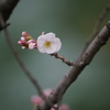 京都の桜、ちょっとお題を。