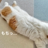 愛猫のダイエット作戦開始！