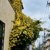 近所のミモザ、今年は遅い。
