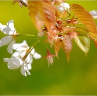 日出藩　魚見桜  山桜