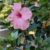 今日の素敵な花たち
