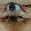 預かっている犬