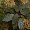 Homalomena sp.”Sunshine”BNN from Sibolga timur【AZ0225-9】