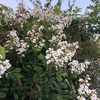 野薔薇20240531