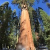 【カリフォルニア観光】地球上で一番大きな生命体！ジェネラルシャーマンツリーを見てきたYO！