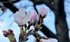 安曇野　桜が開花しました