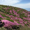 【久住山】ミヤマキリシマ満開、山はピンクに染まる（牧の戸→久住山→中岳→坊がつる→長者原）