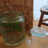 金魚部屋の楊貴妃メダカたち