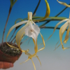 Brassavola cucullata