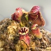 セファロタス成長記録=2026/4月8日 #食虫植物 #セファロタス #icos #著作権無料 #BGM