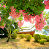 兵庫・三田 - 花山院菩提寺の百日紅