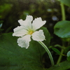 ９月６日誕生日の花・花言葉・歌句