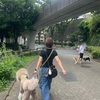 2025年6月15日🐾 今日のマヤ暦