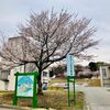 小千谷市内3か所の桜スポットを巡ってみました（2023年）