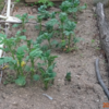 ジャガイモの成長が確認できた