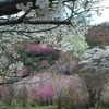 【福島】百花繚乱、桃源郷『花見山公園』（速報）