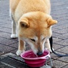 今日の柴犬の小麦さん