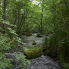 Green Forest