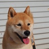 今日の柴犬の小麦さん