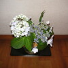 紫陽花の競演