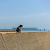 隣県東部離島のねこさん