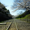 ２０１１・４月６日　桜を徘徊