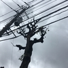 街路樹の剪定作業と無電柱化