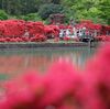 京都 長岡天神のｷﾘｼﾏﾂﾂｼﾞ　1