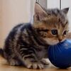 【かわいい】ボールで遊ぶ子猫ちゃんの動画【癒し】
