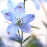 ５月の窓辺の花・誕生日の花束【RF50mmF1.8 STM】