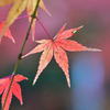 紅葉