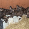 マイアミの動物園でもリカオンの赤ちゃんが生まれました